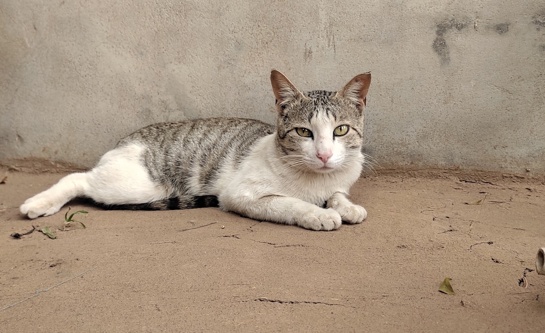 Doja Cat Opens Up About Her Liposuction, Says She May Have Lipedema