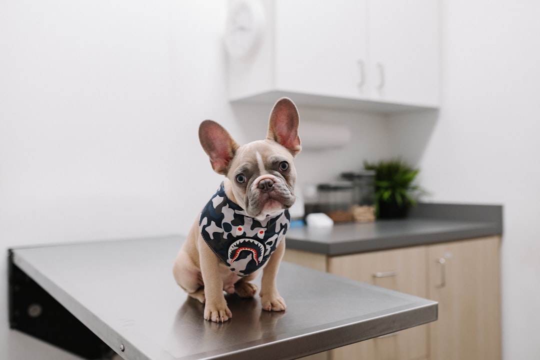 Veterinary oncology clinical trials: design and implementation.